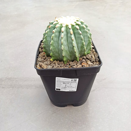Ferocactus glaucescens f. nuda (inermis) 'S' 'M' y 'L' - DesertSTORE.es