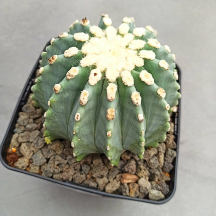 Ferocactus glaucescens f. nuda (inermis) 'S' 'M' y 'L' - DesertSTORE.es