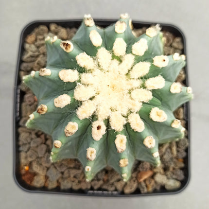 Ferocactus glaucescens f. nuda (inermis) 'S' 'M' y 'L' - DesertSTORE.es