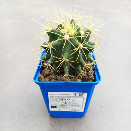 Ferocactus glaucescens