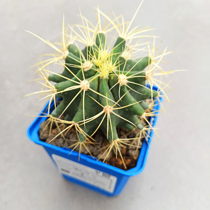 Ferocactus glaucescens