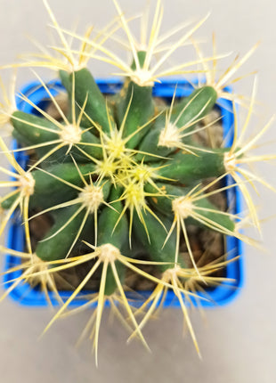 Ferocactus glaucescens