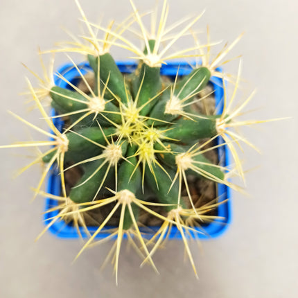 Ferocactus glaucescens
