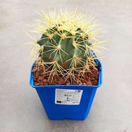 Ferocactus glaucescens