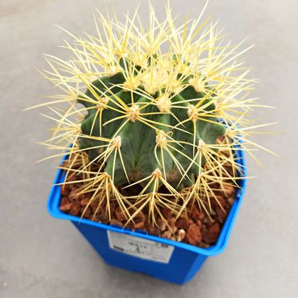 Ferocactus glaucescens