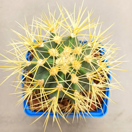 Ferocactus glaucescens