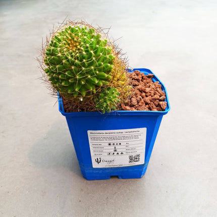 Mammillaria decipiens subsp. camptotricha 'S' y 'M' - DesertSTORE.es