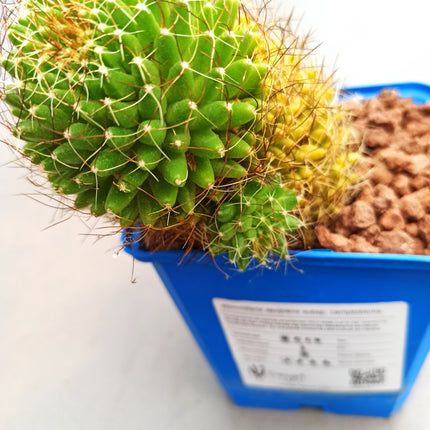 Mammillaria decipiens subsp. camptotricha 'S' y 'M' - DesertSTORE.es