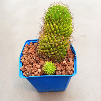 Mammillaria decipiens subsp. camptotricha 'S' y 'M' - DesertSTORE.es