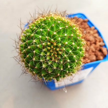 Mammillaria decipiens subsp. camptotricha 'S' y 'M' - DesertSTORE.es