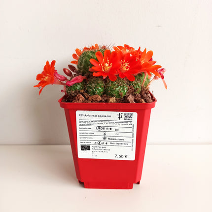 Aylostera boxesensis