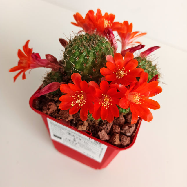 Aylostera boxesensis