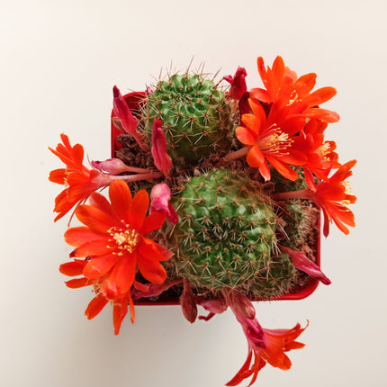 Aylostera boxesensis