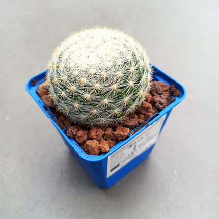 Mammillaria candida
