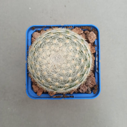 Mammillaria candida