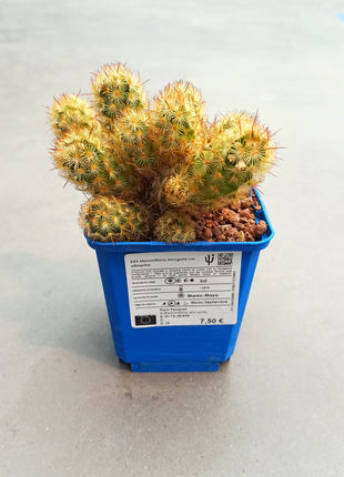 Mammillaria elongata var. Albispina