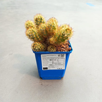 Mammillaria elongata var. Albispina