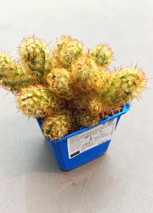 Mammillaria elongata var. Albispina