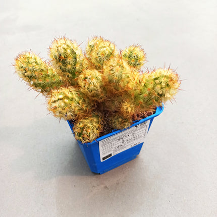 Mammillaria elongata var. Albispina