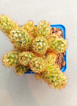 Mammillaria elongata var. Albispina