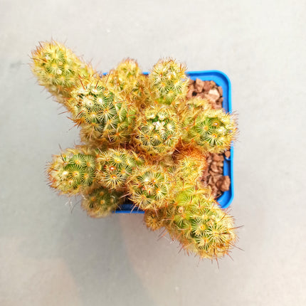 Mammillaria elongata var. Albispina