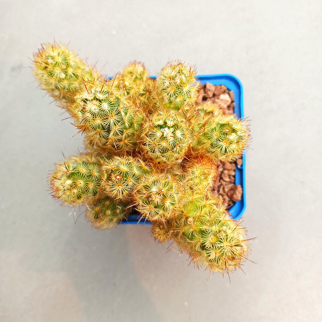Mammillaria elongata