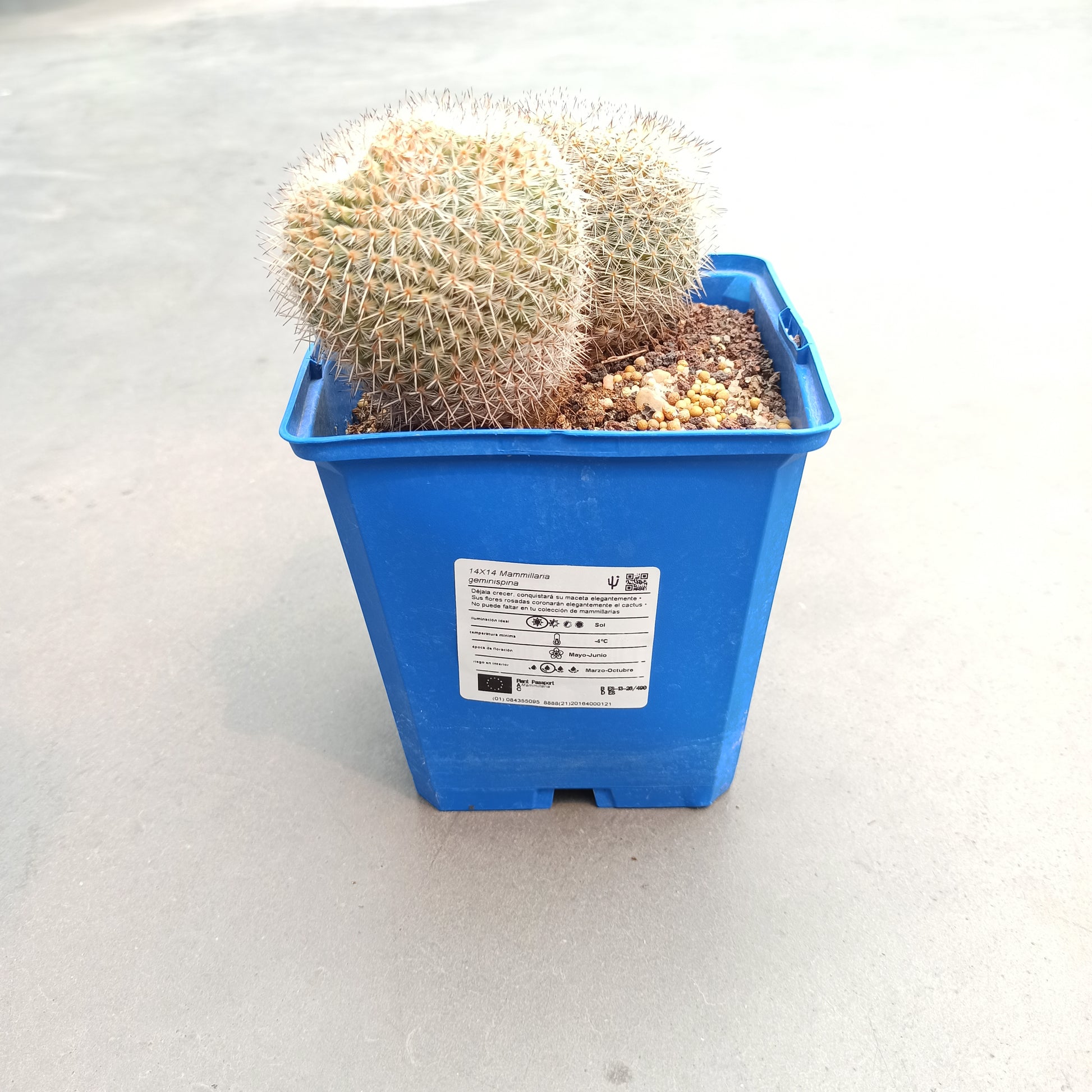 Mammillaria geminispina 'S' y 'M' - DesertSTORE.es