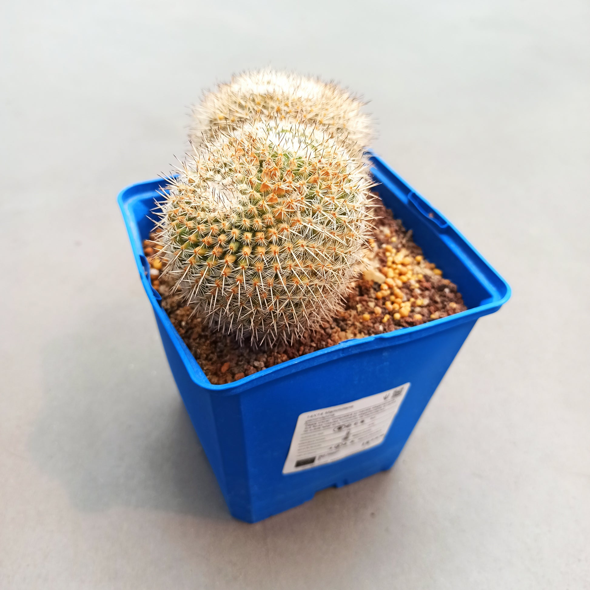 Mammillaria geminispina 'S' y 'M' - DesertSTORE.es