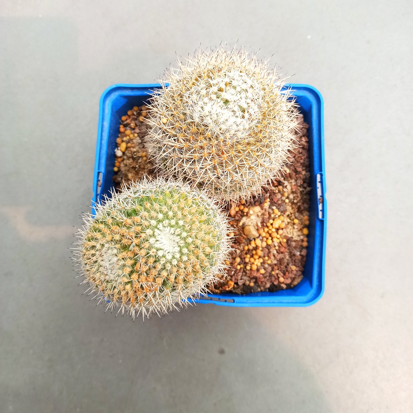 Mammillaria geminispina 'S' y 'M' - DesertSTORE.es