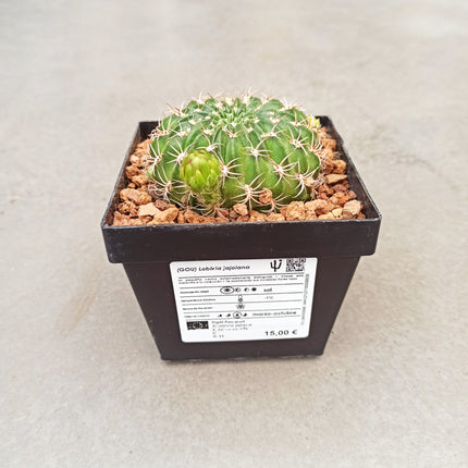 Lobivia jajoiana - DesertSTORE.es