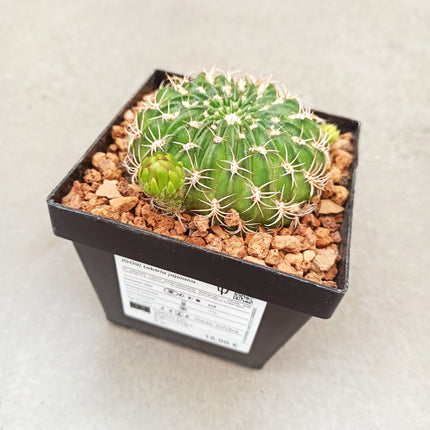 Lobivia jajoiana - DesertSTORE.es