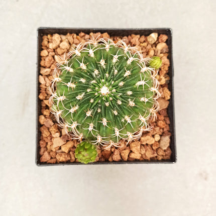 Lobivia jajoiana - DesertSTORE.es