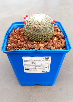 Mammillaria pseudoperbella