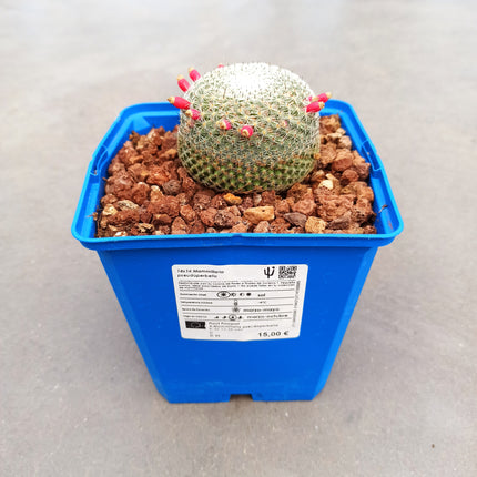 Mammillaria pseudoperbella