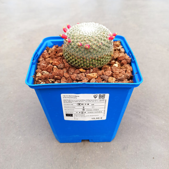 Mammillaria pseudoperbella