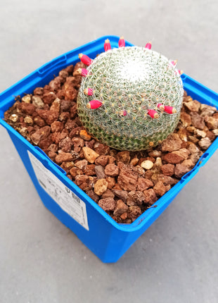 Mammillaria pseudoperbella