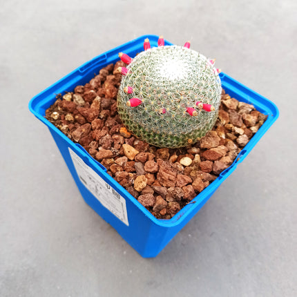 Mammillaria pseudoperbella