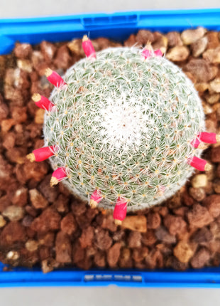 Mammillaria pseudoperbella