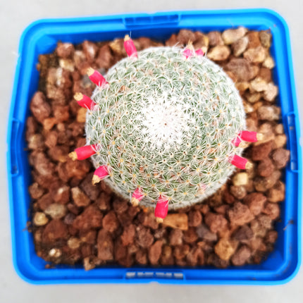 Mammillaria pseudoperbella