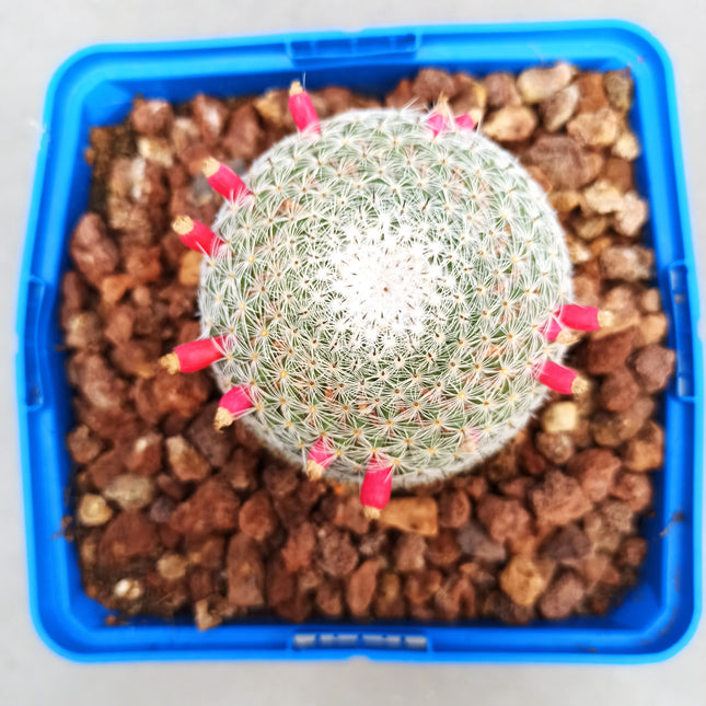 Mammillaria pseudoperbella