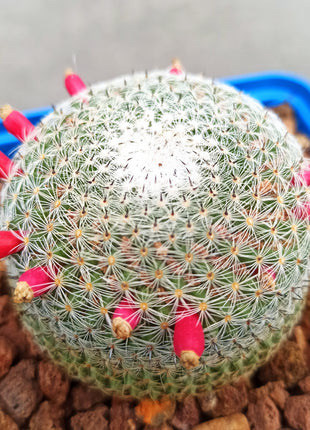 Mammillaria pseudoperbella