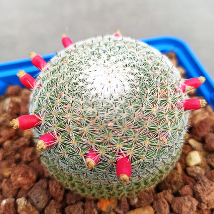 Mammillaria pseudoperbella