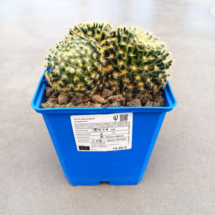 Mammillaria schiedana