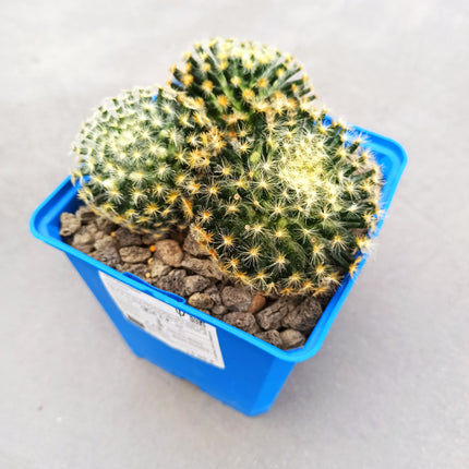 Mammillaria schiedana