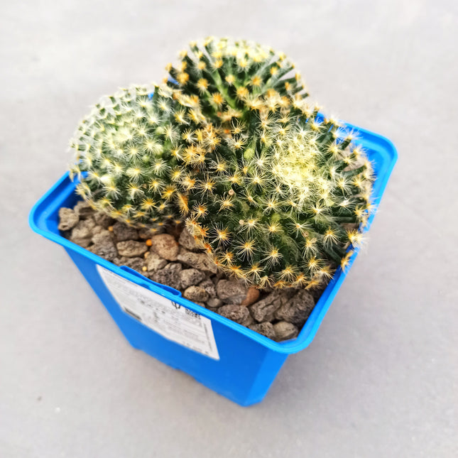 Mammillaria schiedana