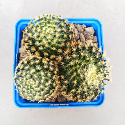 Mammillaria schiedana