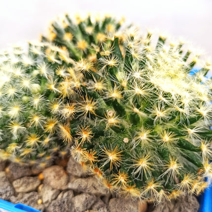 Mammillaria schiedana