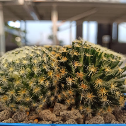 Mammillaria schiedana