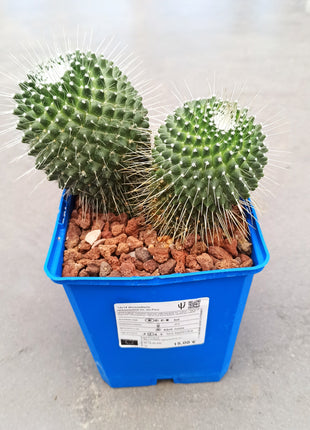Mammillaria spinosissima cv. a peak