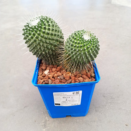 Mammillaria spinosissima cv. a peak